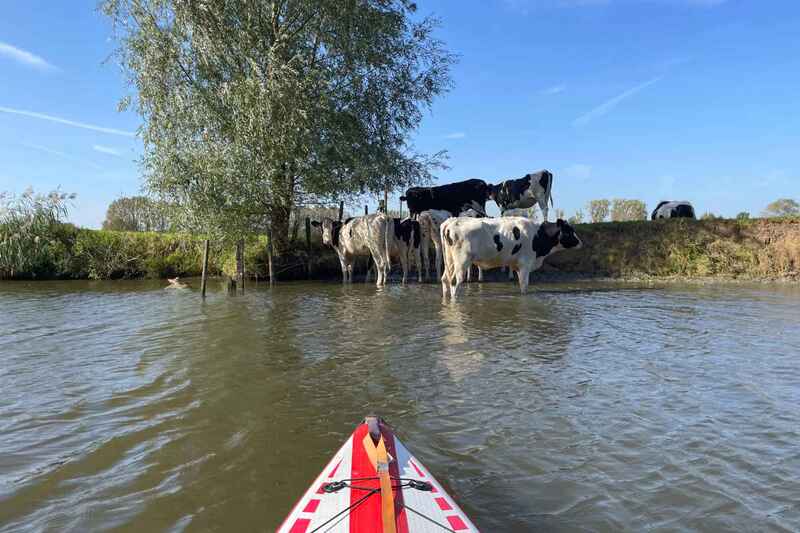 10 oktober 2023 en de koeien zoeken verkoeling in het water van de Noordelijke Leie