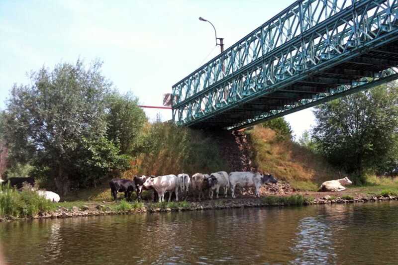 Koeien zoeken verkoeling onder en aan de Spanjeveerbrug aan de Moervaart te Mendonk